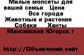 Милые мопсяты для вашей семьи › Цена ­ 20 000 - Все города Животные и растения » Собаки   . Ханты-Мансийский,Югорск г.
